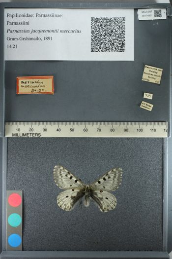 Media type: image;   Entomology 174821